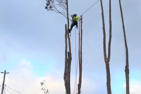 Eucalyptus Removal Arcata CA