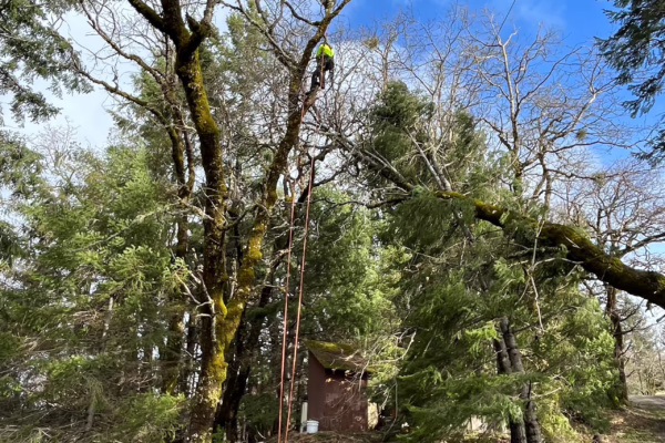 jones family tree service storm clean up