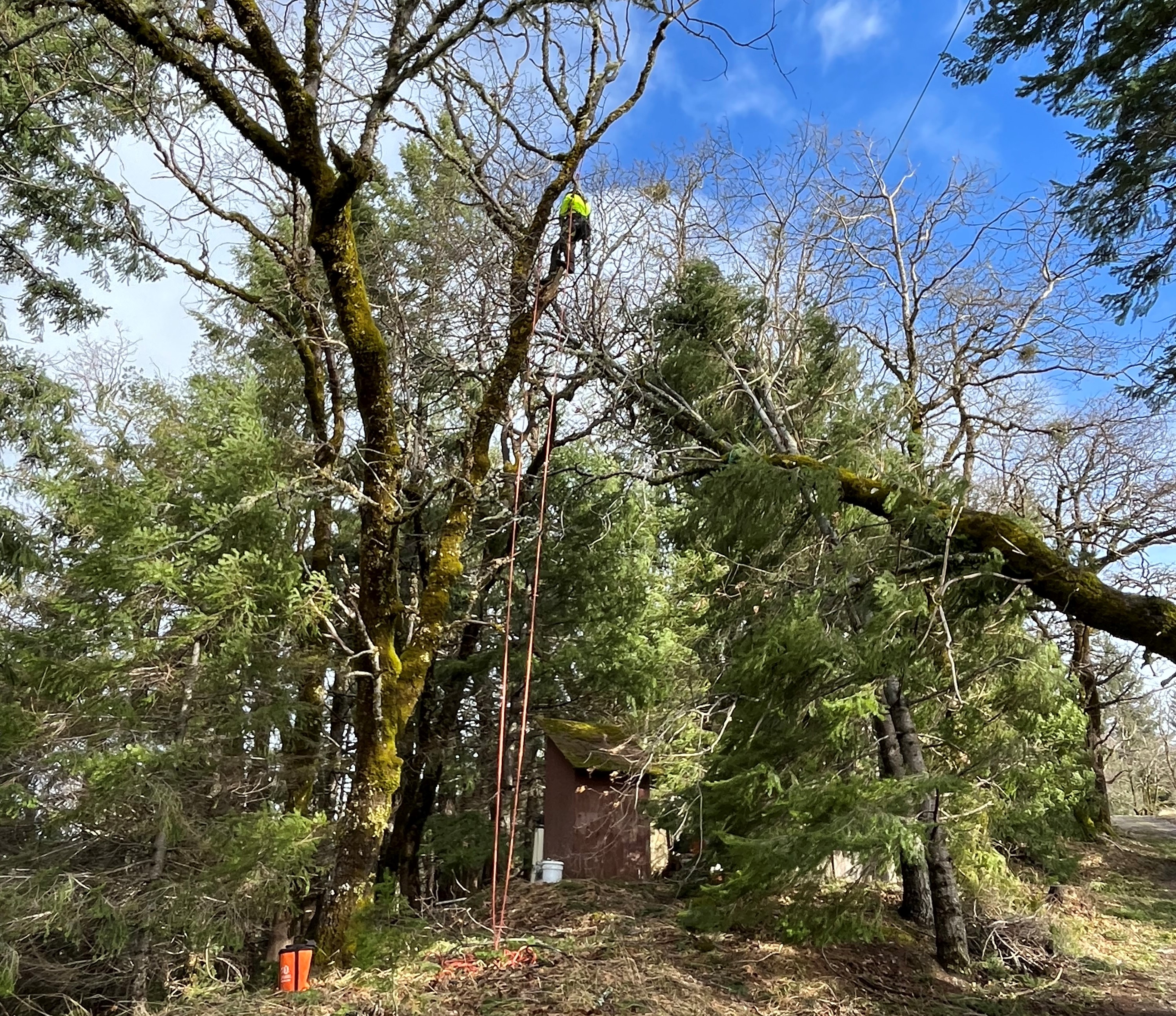 jones family tree service storm clean up